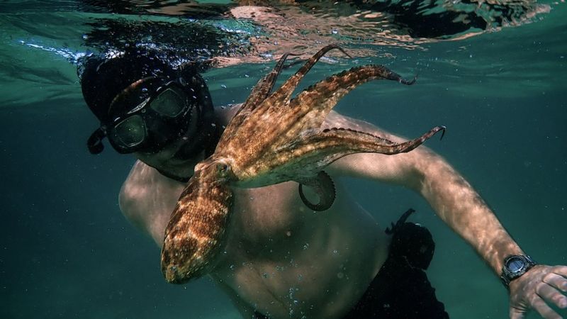 My Octopus Teacher Netflix